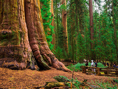 people seeing trees